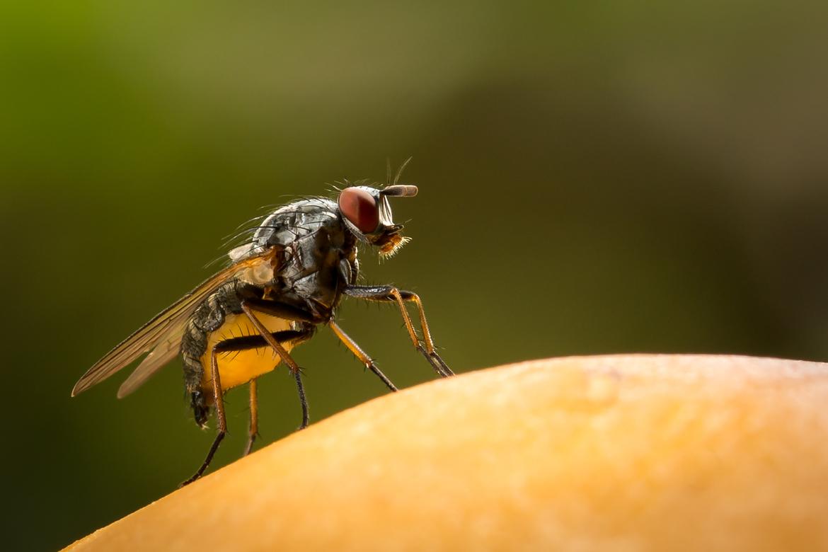 Raubfliege auf Pilz
