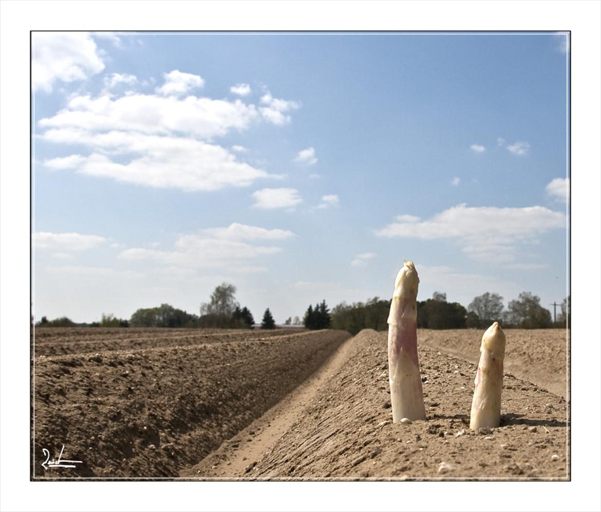 Spargel
