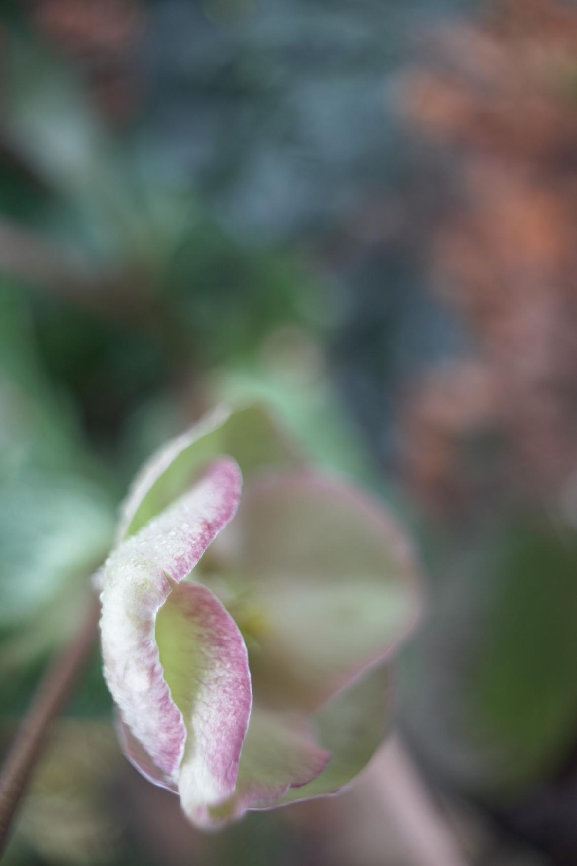 Lenzrose unbearbeitet