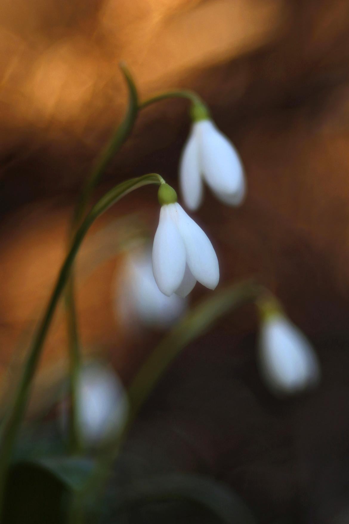 Schneeglöckchen