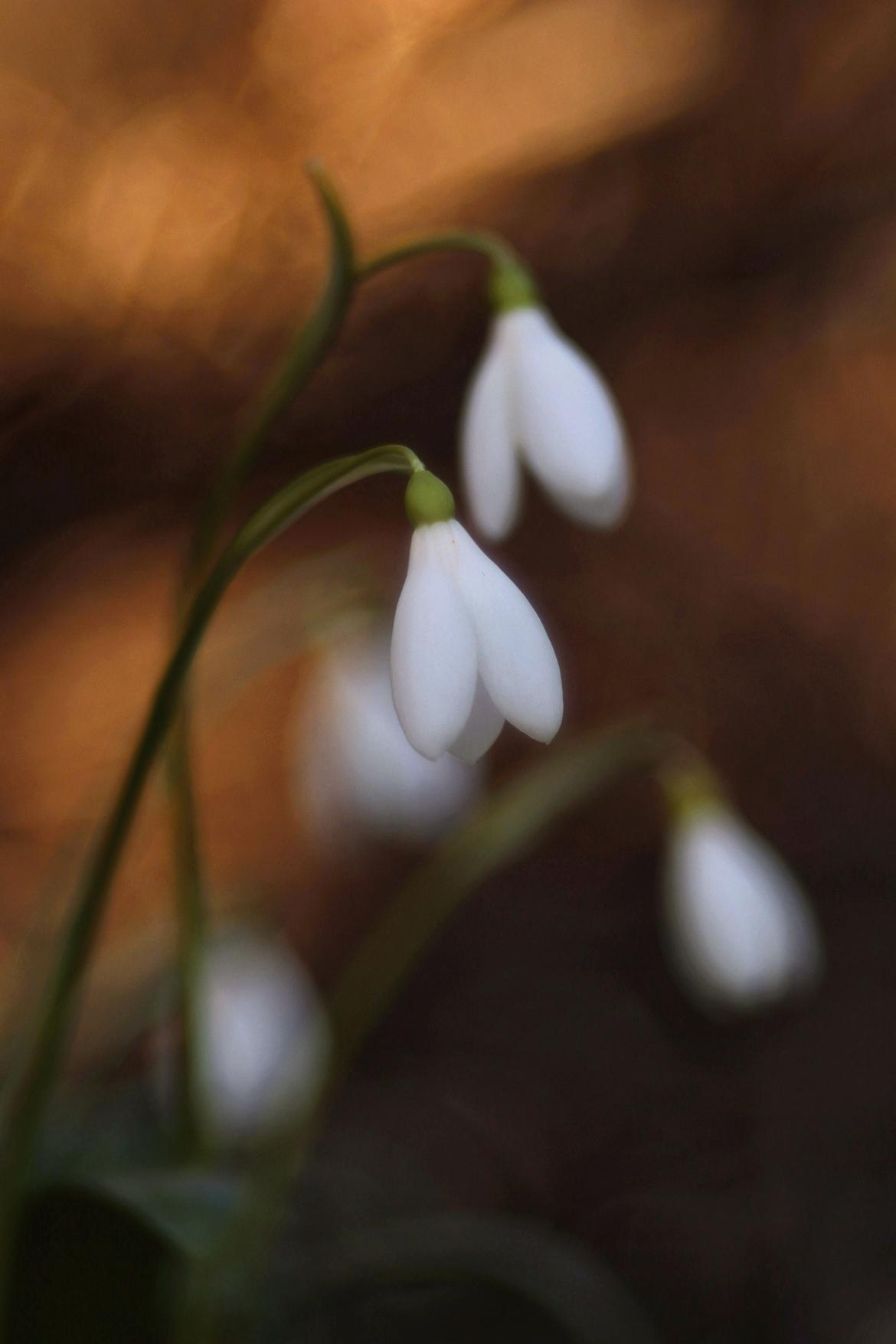 Schneeglöckchen