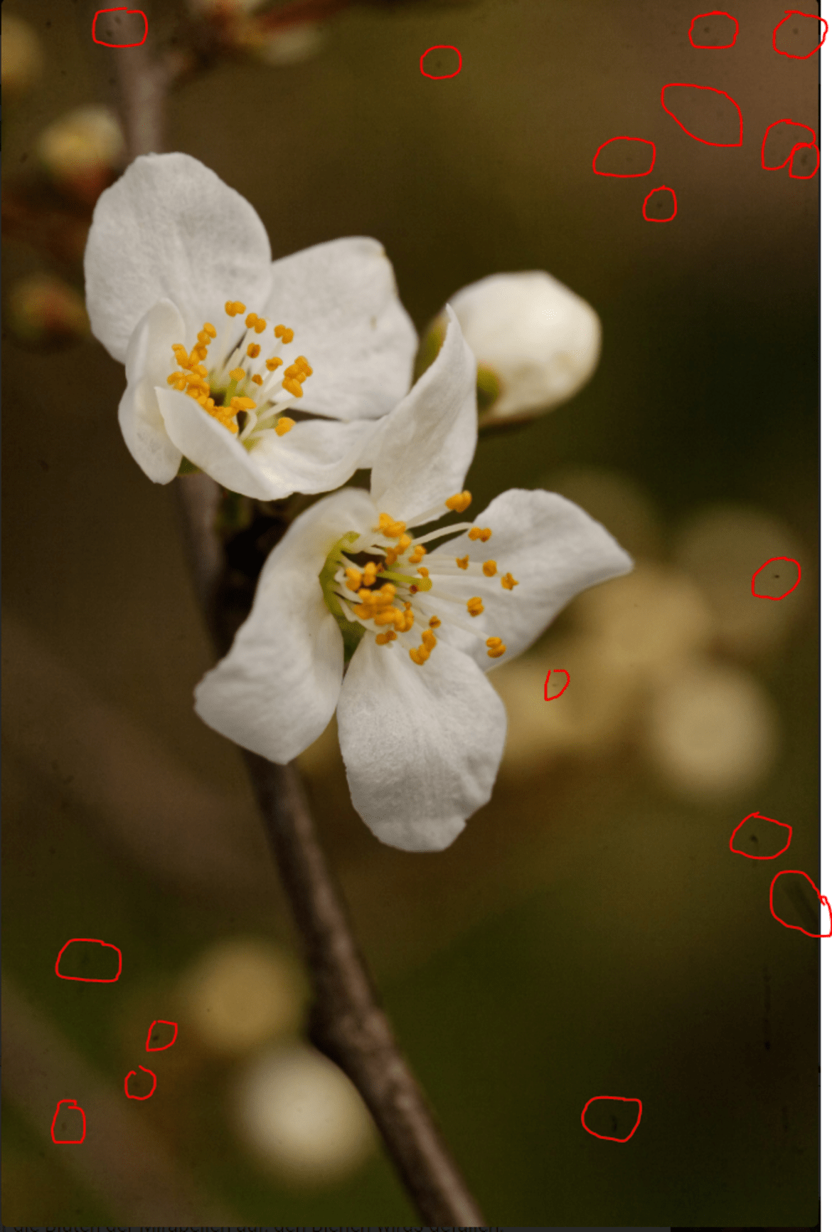Sigis Bild - Flecken