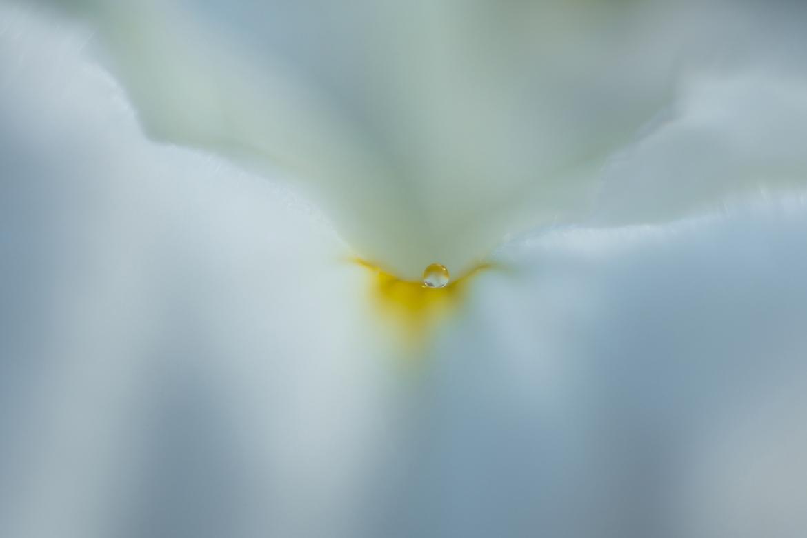 Tröpfchen auf Iris