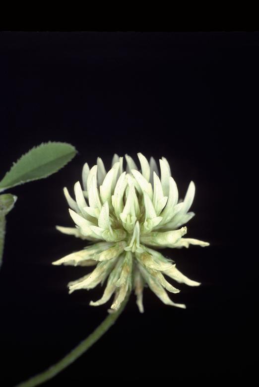 Kriechender Klee / Trifolium repens / Fabaceae 