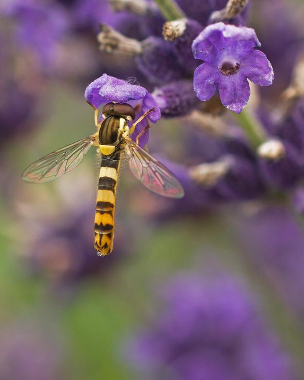 Schwebfliege an Lavendel