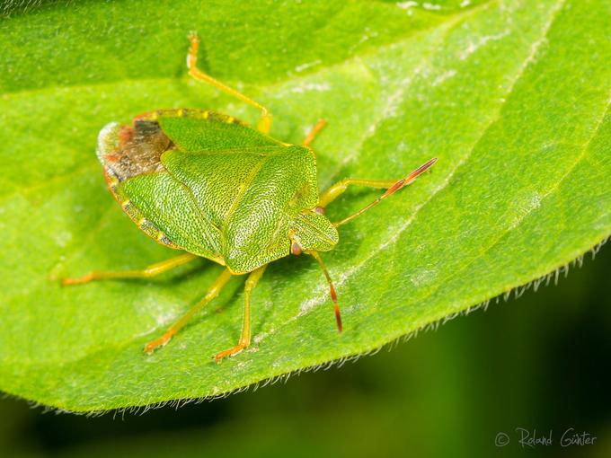 Grüne Stinkwanze, Palomena prasina, Imago; © Roland GÜNTER