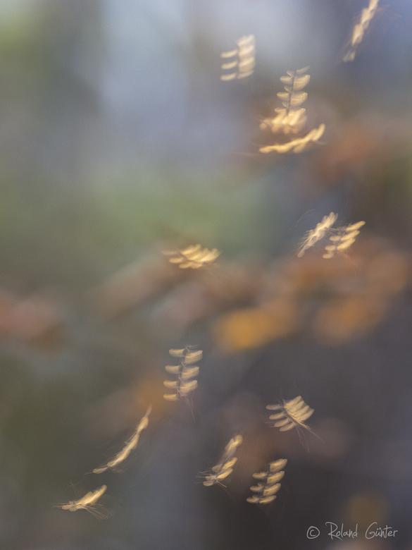 Wintermücken-Tanz, Trichocera hiemalis-© R. GÜNTER