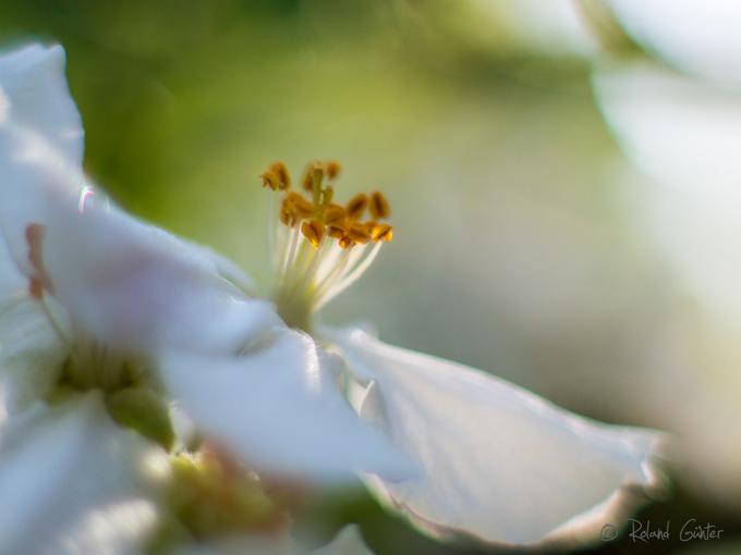 Apfel-Blüte