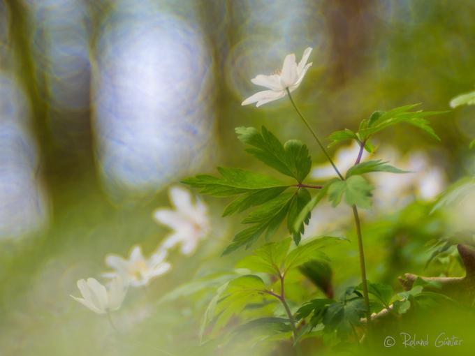 Buschwindröschen (Anemone nemorosa) im Laubwald