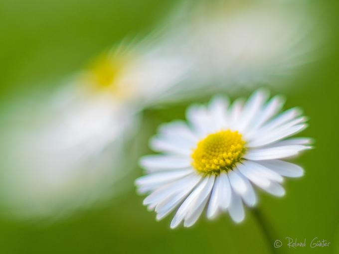 Gänseblümchen (Bellis perennis)