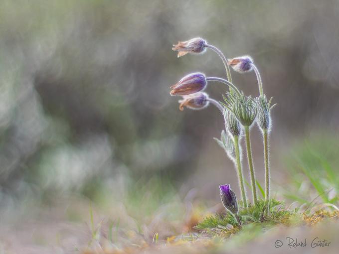 Gemeine Küchenschelle (Pulsatilla vulgaris)