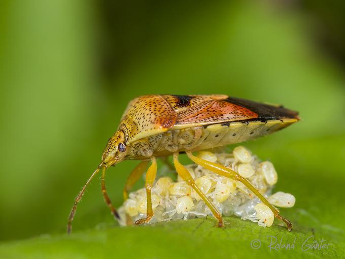Fleckige Brutwanze (Elasmucha grisea); © Roland GÜNTER