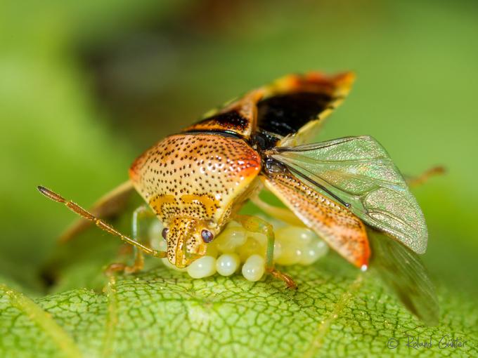 Fleckige Brutwanze (Elasmucha grisea); © Roland GÜNTER