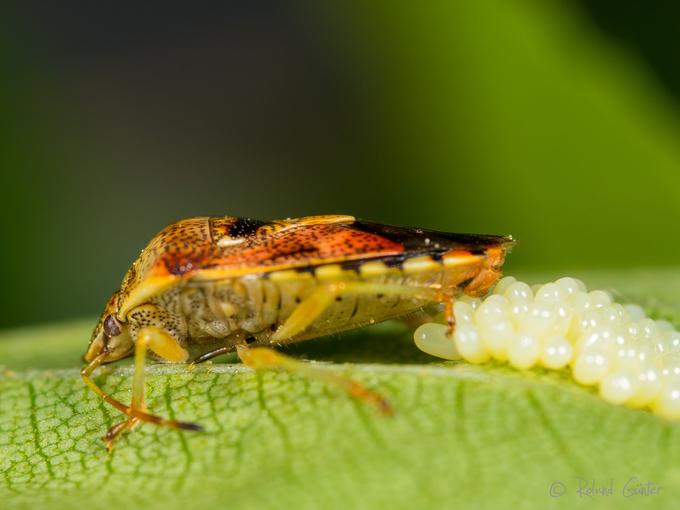 Fleckige Brutwanze (Elasmucha grisea); © Roland GÜNTER