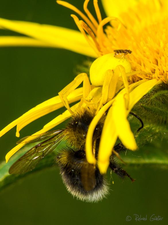 Veränderliche Krabbenspinne (Misumena vatia) mit erbeuteter Hummel und Fruchtfliege 