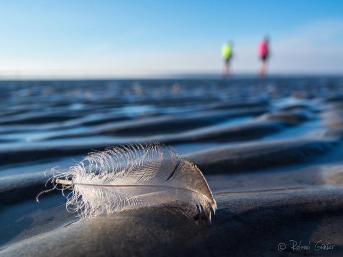 Feder am Strand ;© R.GÜNTER