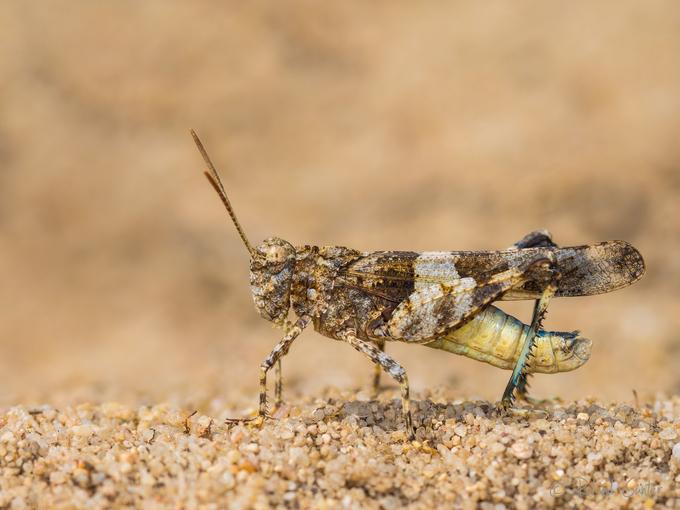 Blauflügelige Ödlandschrecke (Oedipoda caerulescens);  Roland Günter