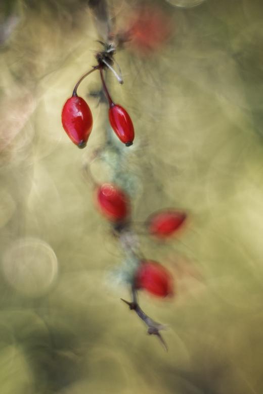Berberitze; © Sigi Weyrauch