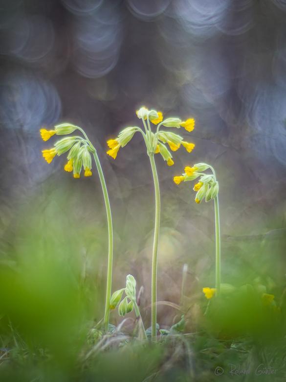 Echte Schlüsselblume (Primula veris) – fotografiert mit Blende 1.2