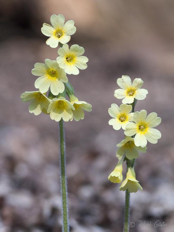 Hohe Schlüsselblume (Primula elatior) – fotografiert mit Blende 2.8