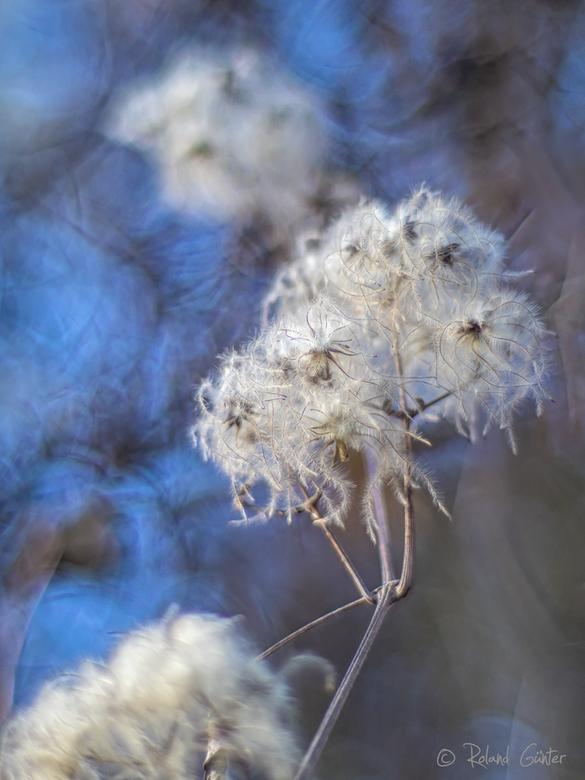 Waldrebe (Clematis sp.) – Olympus E-M1 Mark II; Olympus Zuiko 1.2/55mm; f/1.2; 1/1600s; ISO 200