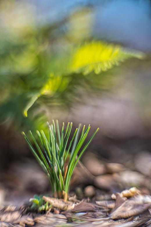 Elfen-Krokus unter Tüpfelfarn; © R. Günter