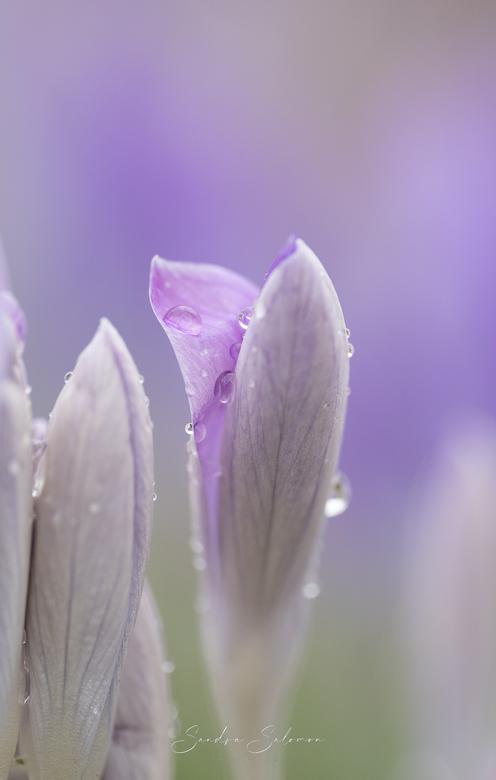 Krokus mit Wassertropfen