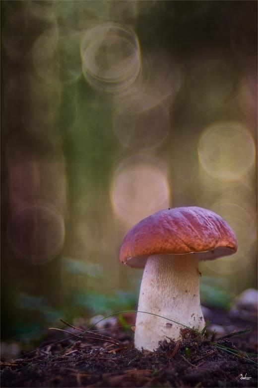 Prächtiger Pilz mit rot-brauner Kappe aus Waldboden mit Bubble-Hintergrund