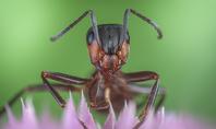 Foto einer Ameise, das mit diesem Macro Rail-Kit gemacht wurde