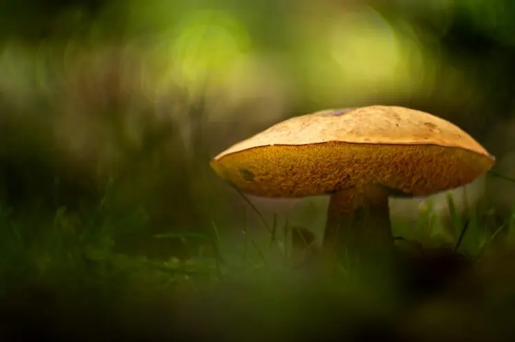 Beleuchteter großer Pilz von unscharfem grünen Hintergrund