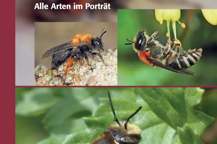 Buchvorstellung - Taschenlexikon der Wildbienen Mitteleuropas