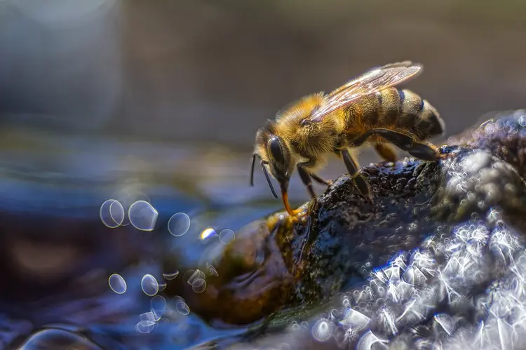 Honigbiene beim Trinken; © Roland Günter