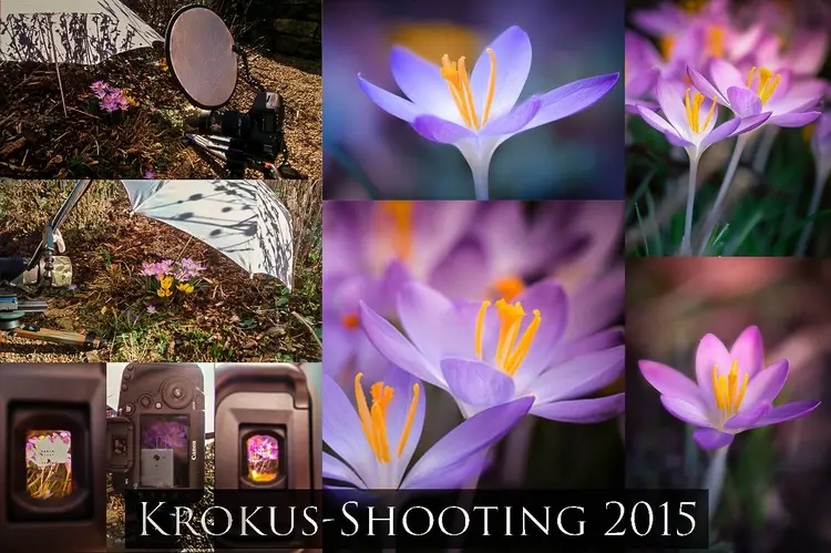 Krokusse fotografieren