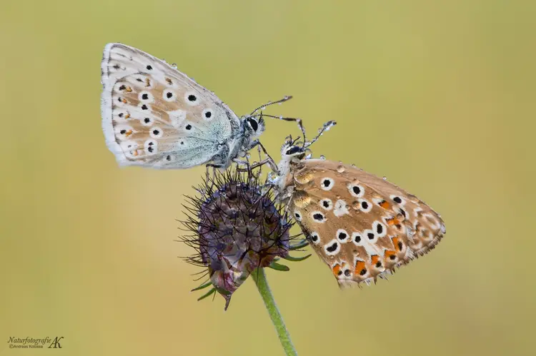 Silbergrüne Bläuling (Polyommatus coridon) von Andreas Kolossa