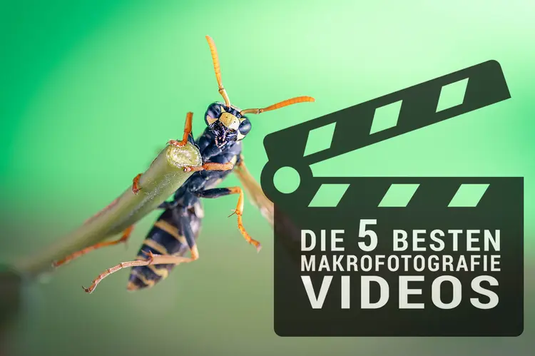 TOP 5 Makrofotografie-Videos