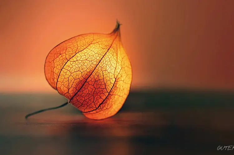 Leuchtende Physalis - Valentin Gutekunst