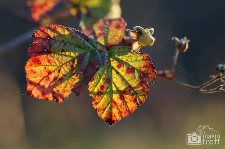herbst-blaetter-2_1.jpg