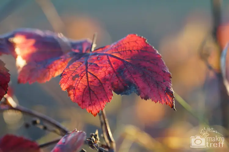 herbst-blaetter-3_1.jpg