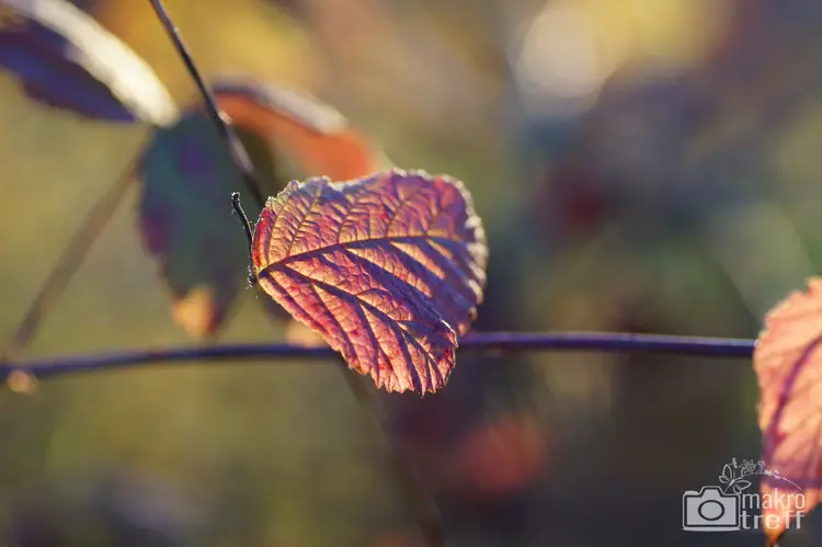 herbst-blaetter-4_1.jpg