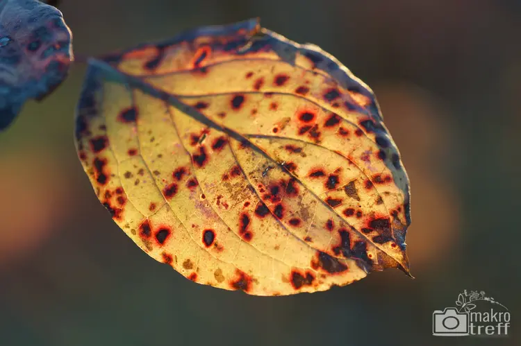 herbst-blaetter-5_1.jpg
