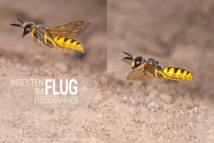 Weibchen des Europäischen Bienenwolfs (Philanthus triangulum) im Flug