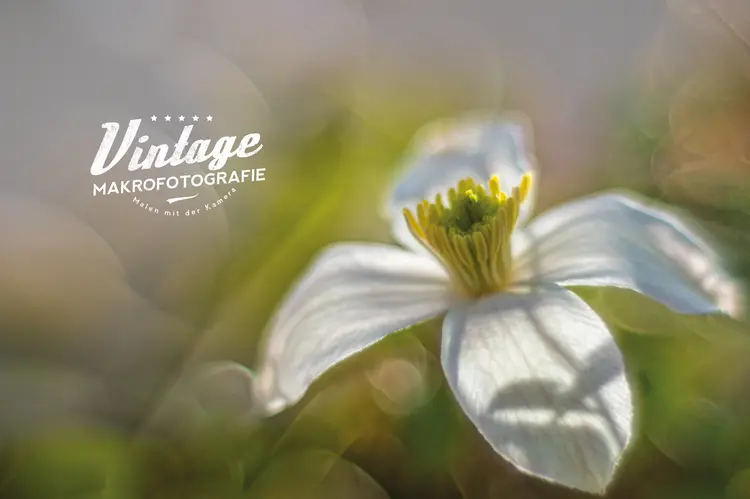 BERG-WALDREBE (CLEMATIS MONTANA); © Roland Günter