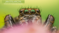 JAN STOLARCZYK - Pushing the Limits of Smartphone Macro Photography