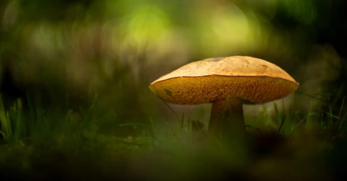 Beleuchteter großer Pilz von unscharfem grünen Hintergrund