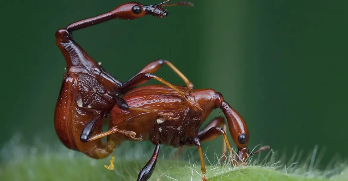 A mating pair of giraffe weevil long necked beetle, Cycnotrachelus sp. Foto: Kurt - orionmystery.blogspot.com