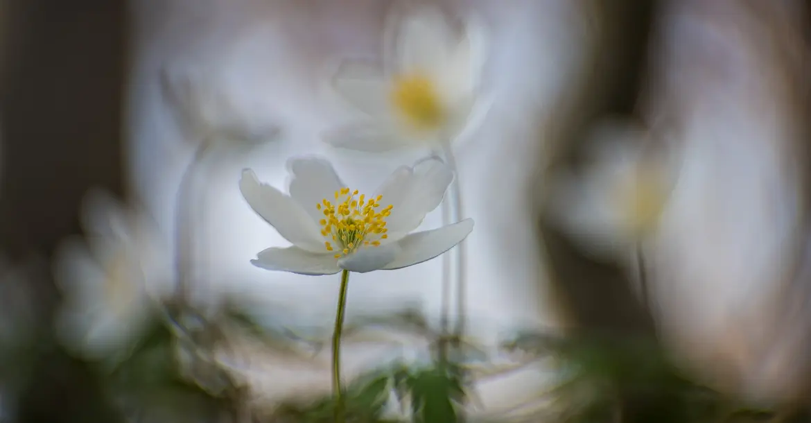 Buschwindroeschen-1; © Roland Günter