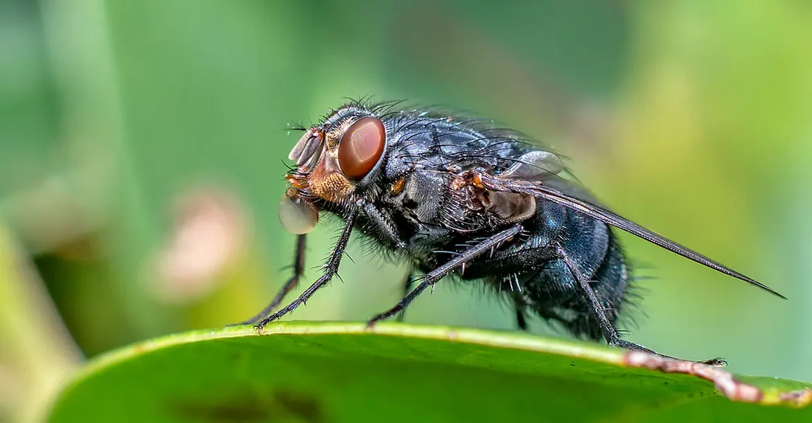 Fliege mit Verdauungstropfen