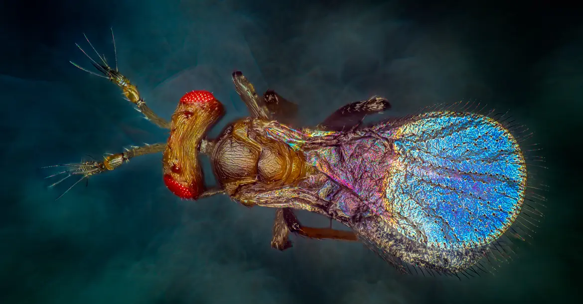 Parasitwespe von oben gesehen mit roten Facettenaugen und blau schimmernden Flügeln