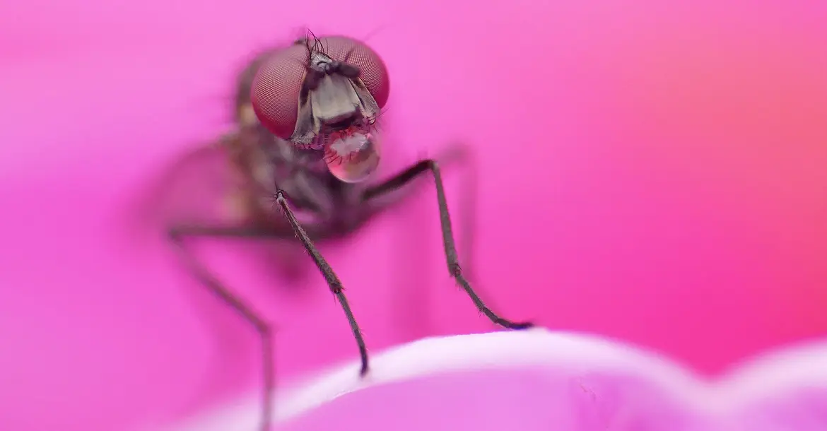 Fliege mit Verdauungstropfen