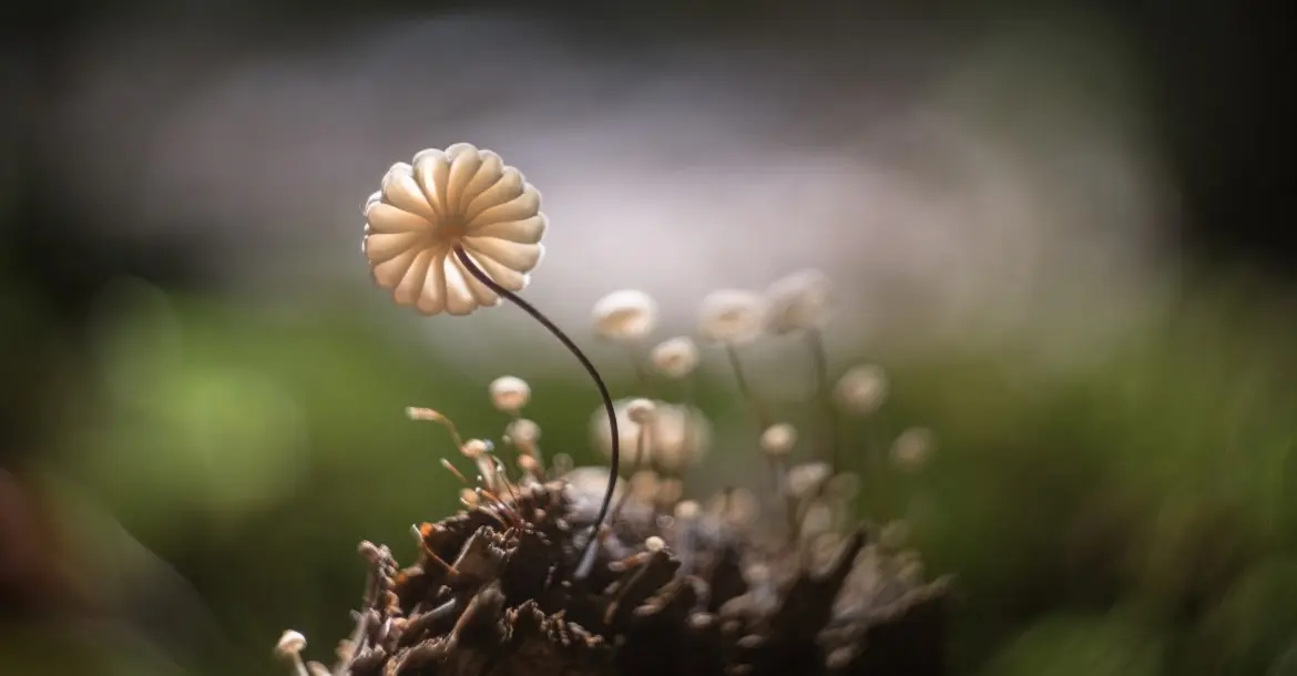 Kleiner Pilz von unten, der wie ein Schirmchen aussieht